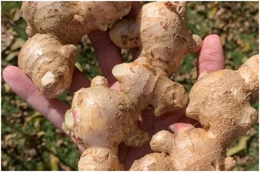 10 Reasons Why Ginger is a Must-Have in Your Diet